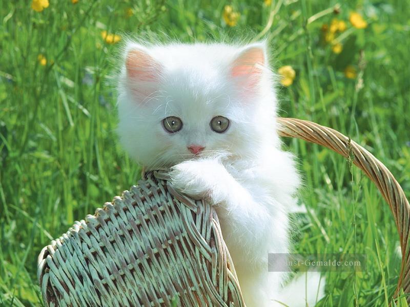 Cute Kitten Rasen Gemälde von Fotos zu Kunst Ölgemälde